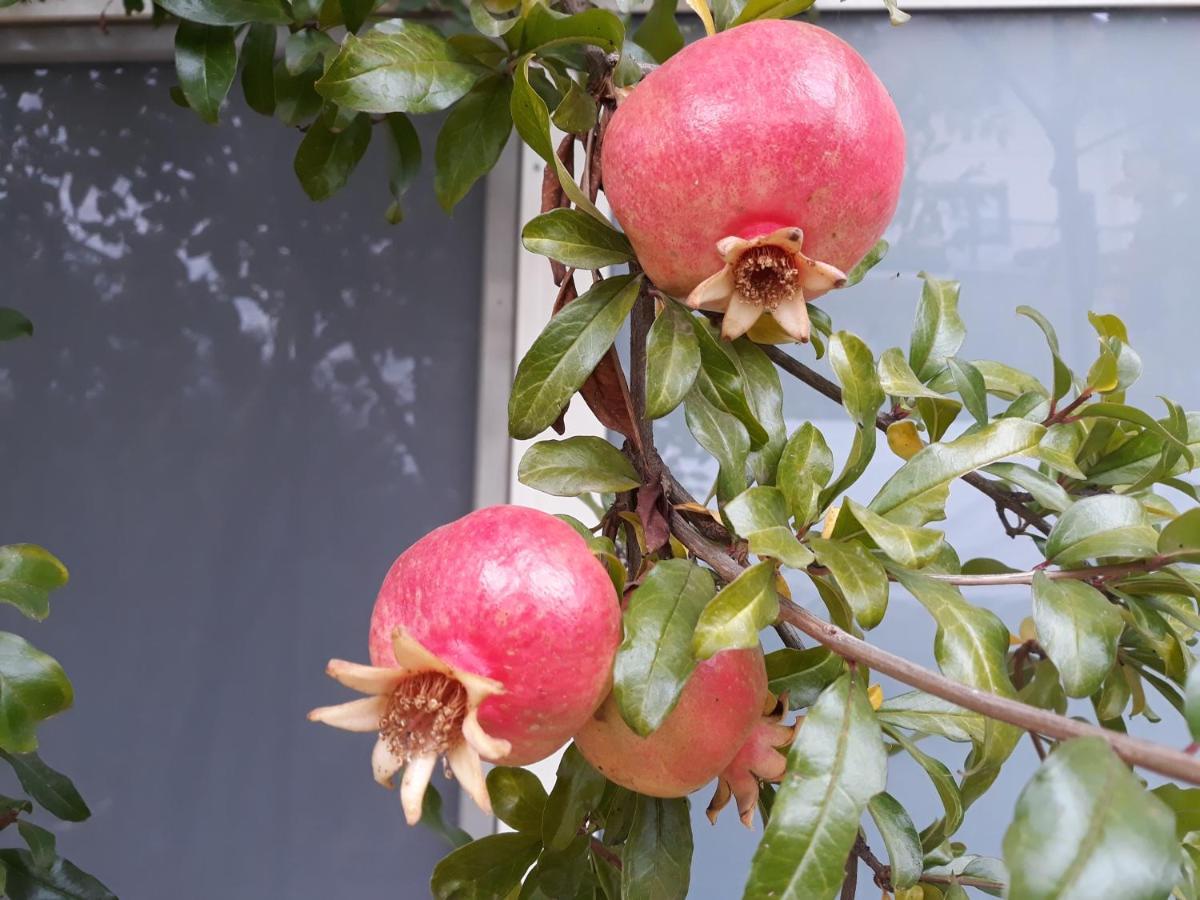 Il Melograno Bed and Breakfast Borgo San Dalmazzo Εξωτερικό φωτογραφία